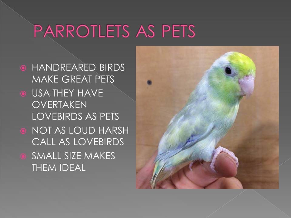 Smallest Parrot in Aviculture Slide